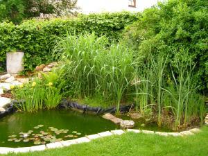 Teichbauanleitung für einen Gartenteich ohne Fische
