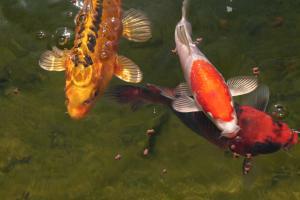 Teichbauanleitung für einen Gartenteich mit Fischen